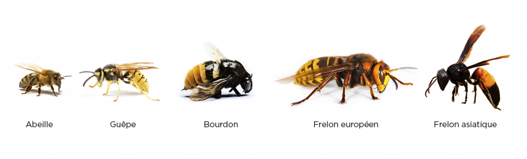 comparatif-insectes-1024x309